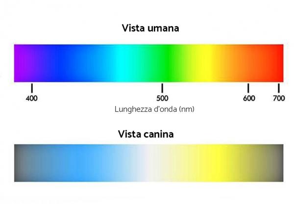 La percezione dei colori della vista dei cani