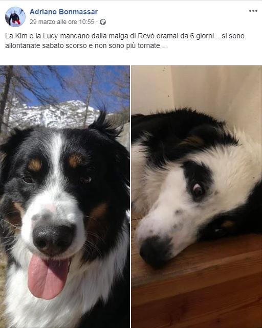 L'appello lanciato su Facebook per ritrovare i due cani