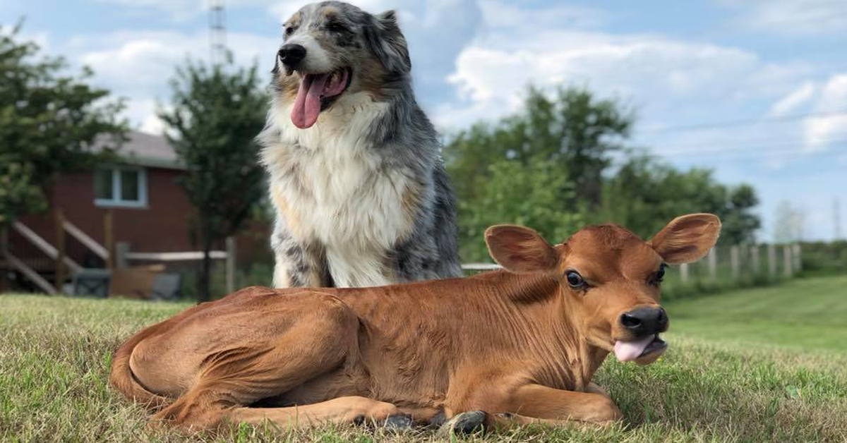 Lincoln e Calvin, un’amicizia tra un cane ed un vitellino davvero unica