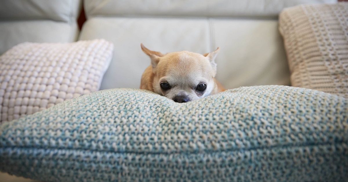 cane minuscolo su cuscino gigante
