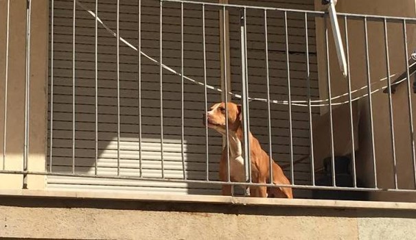 multe-per-chi-lascia-il-cane-in-balcone