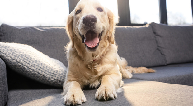 Non bisogna trattare il cane come se fosse un bambino