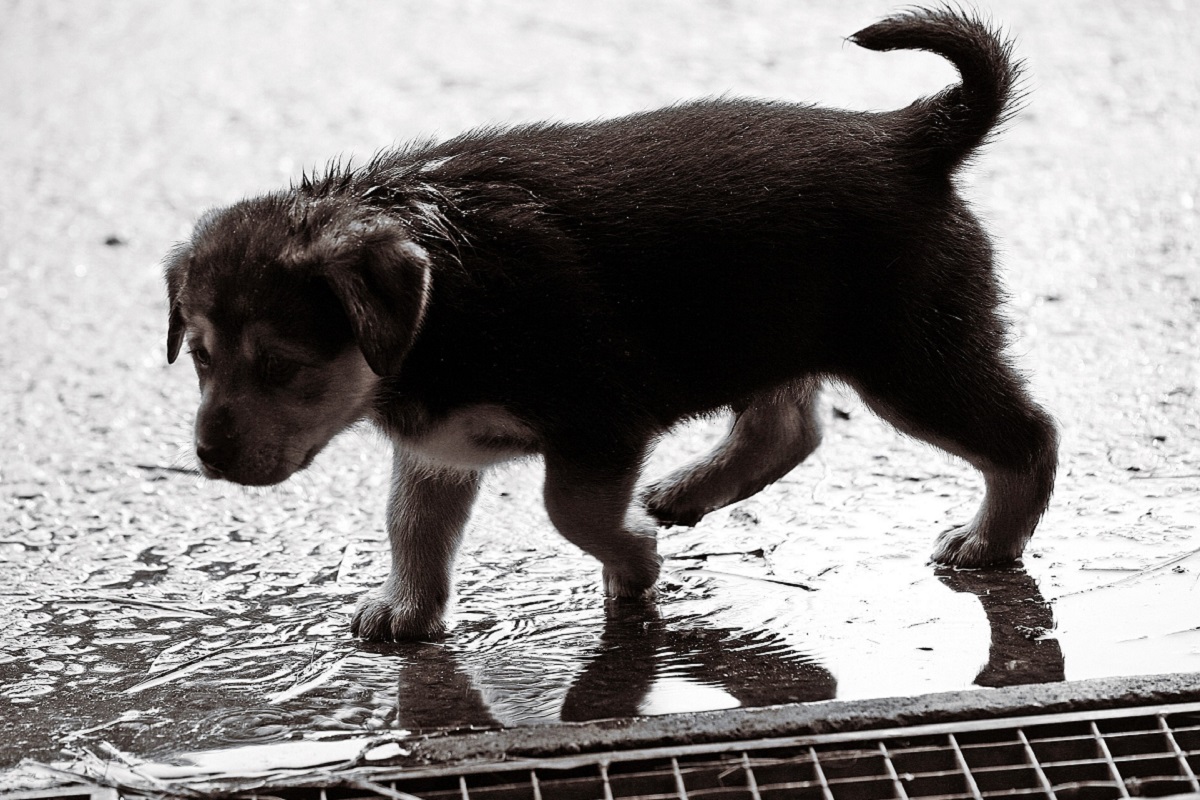 cucciolo di cane sporco