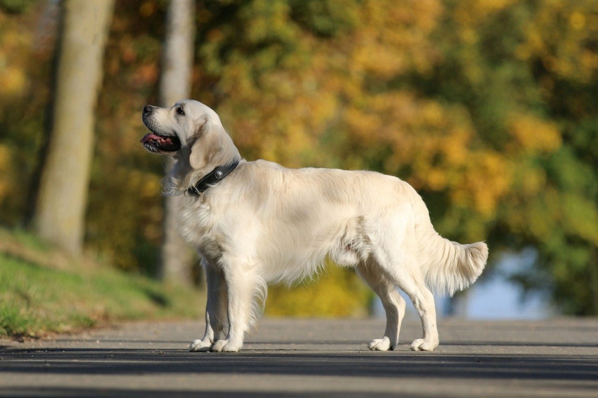 cane sull'asfalto