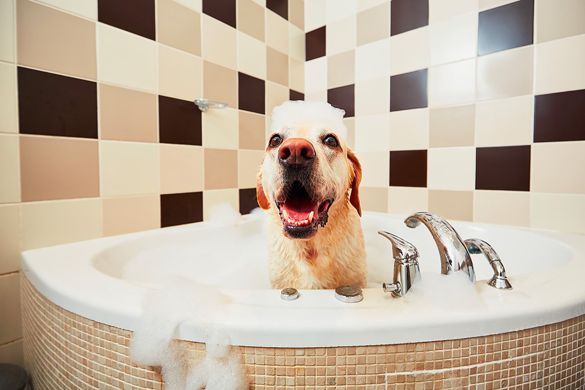 cane nella vasca da bagno