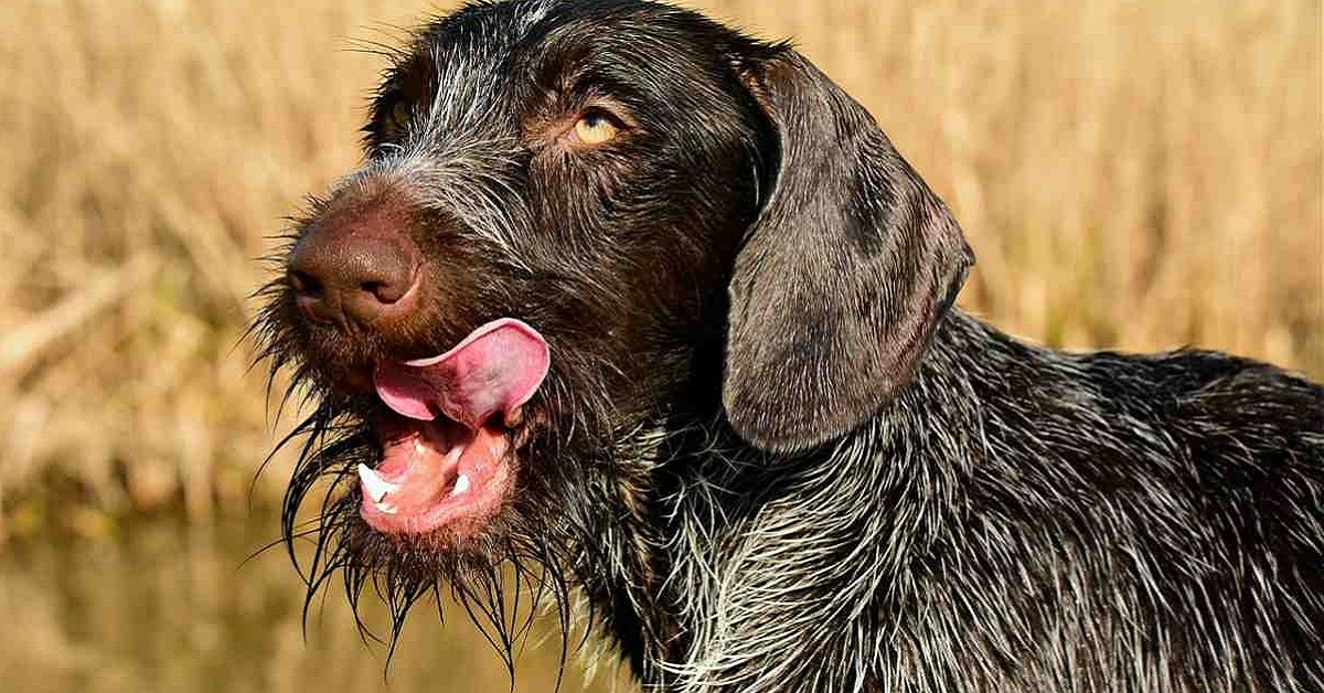 Pelo del cane che puzza: motivi e rimedi