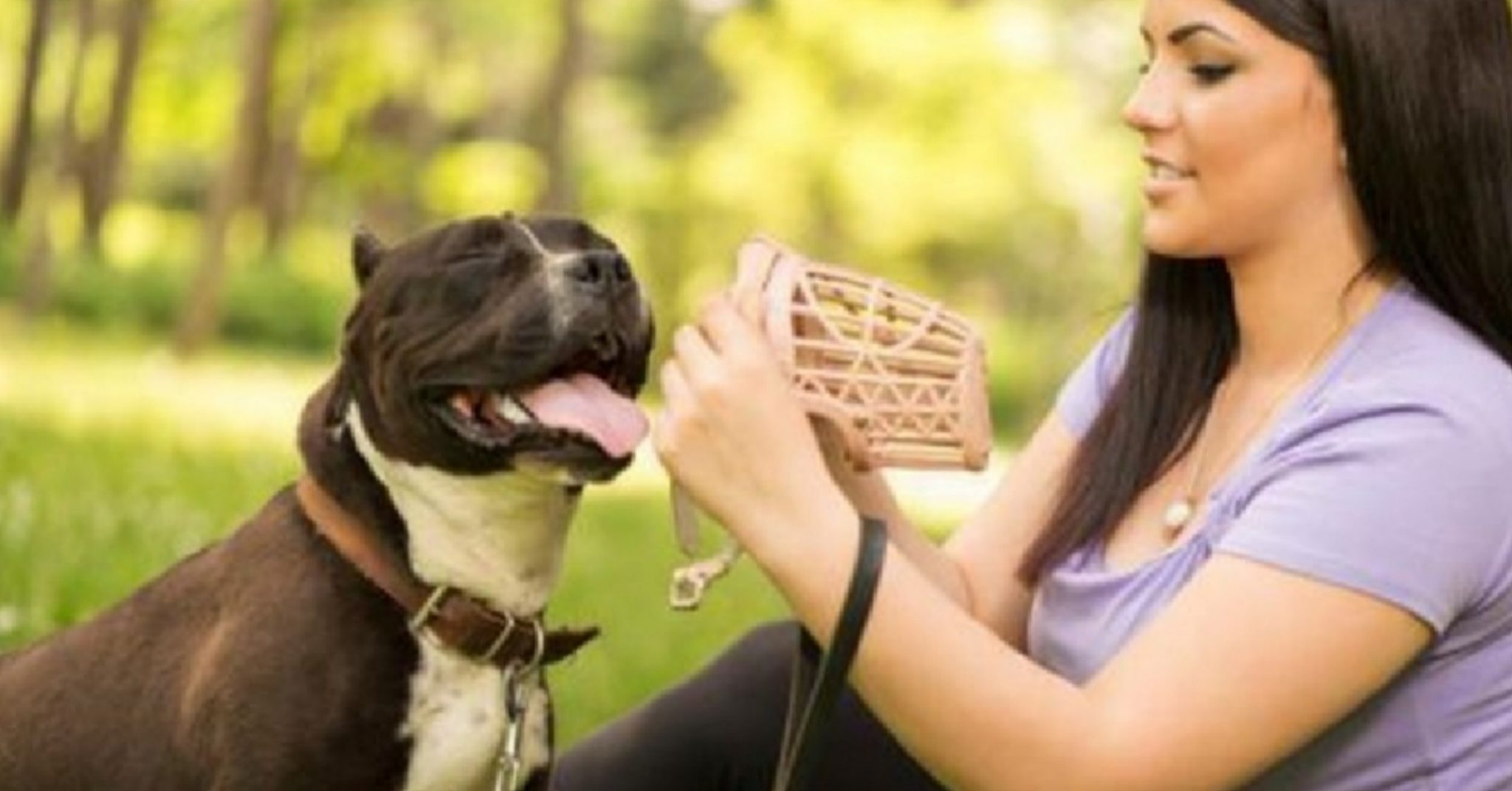 Come abituare il cane alla museruola