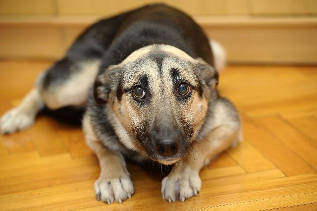 Quanto c'è di vero nel mito che afferma che i cani sentono la morte