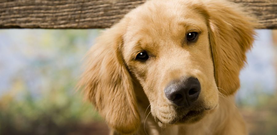 Smetti trattare il tuo cane come se fosse un bambino