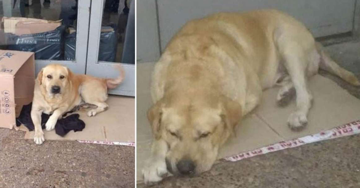 Toto, il cane che attende il padrone defunto fuori dall’ospedale