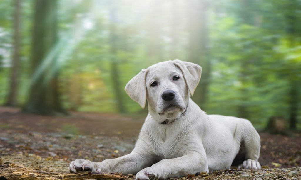 Un cane nel bosco