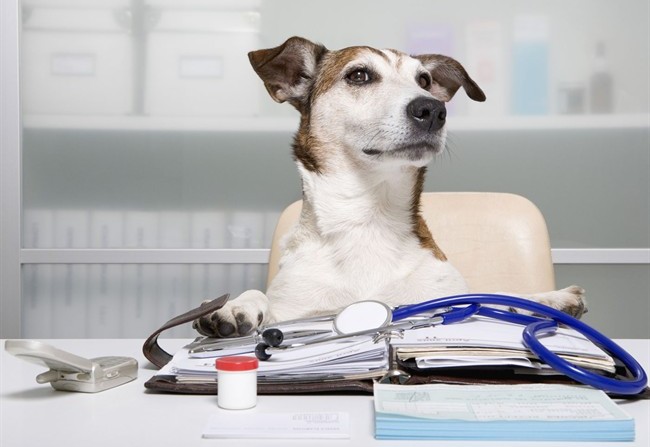 varese-attivo-il-servizio-per-lambulanza-veterinaria