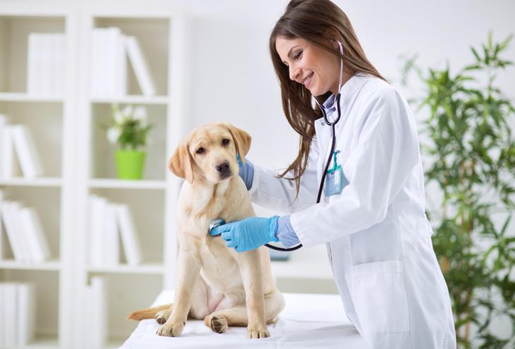 veterinario-gratis-per-chi-adotta