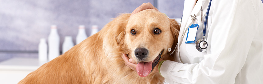 veterinario-gratis-se-adotti-un-cane