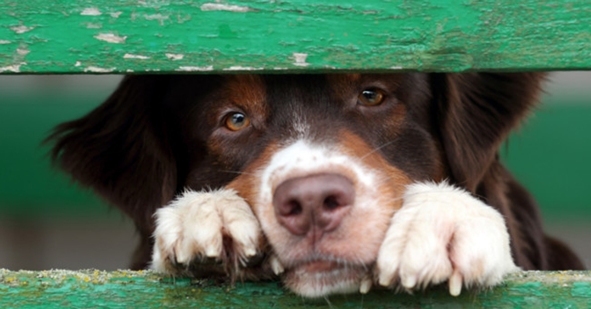 Vista dei cani: vi siete mai chiesti come vedono i nostri cani?