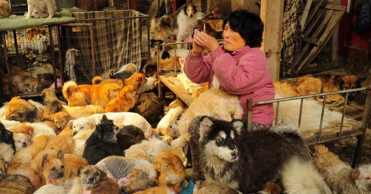 Yang Xiao Yun, la donna che percorre 2500 Km per salvare cani e gatti