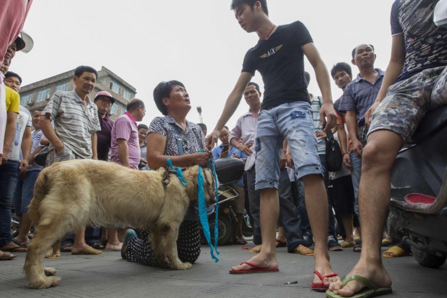 Yang Xiao Yun, la donna che salva centinaia di cani all'anno