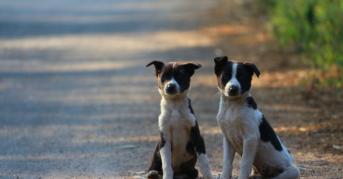 Il cane è pronto per farsi castrare (o sterilizzare)?