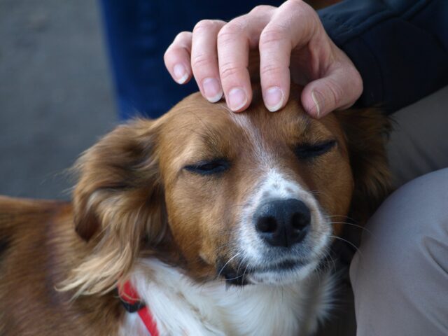 Accarezzare un cane: tutti i benefici