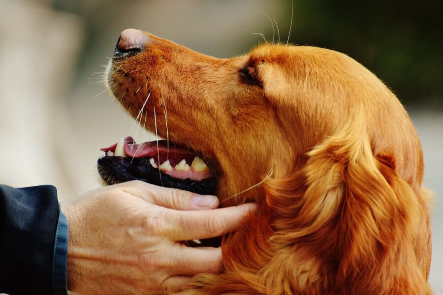 accarezzare un golden retriever