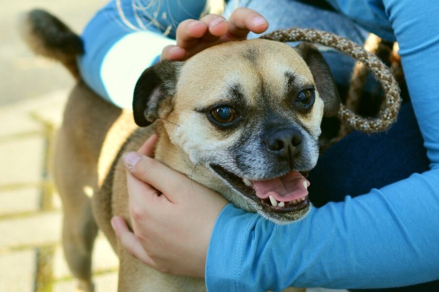 abbracciare il cane