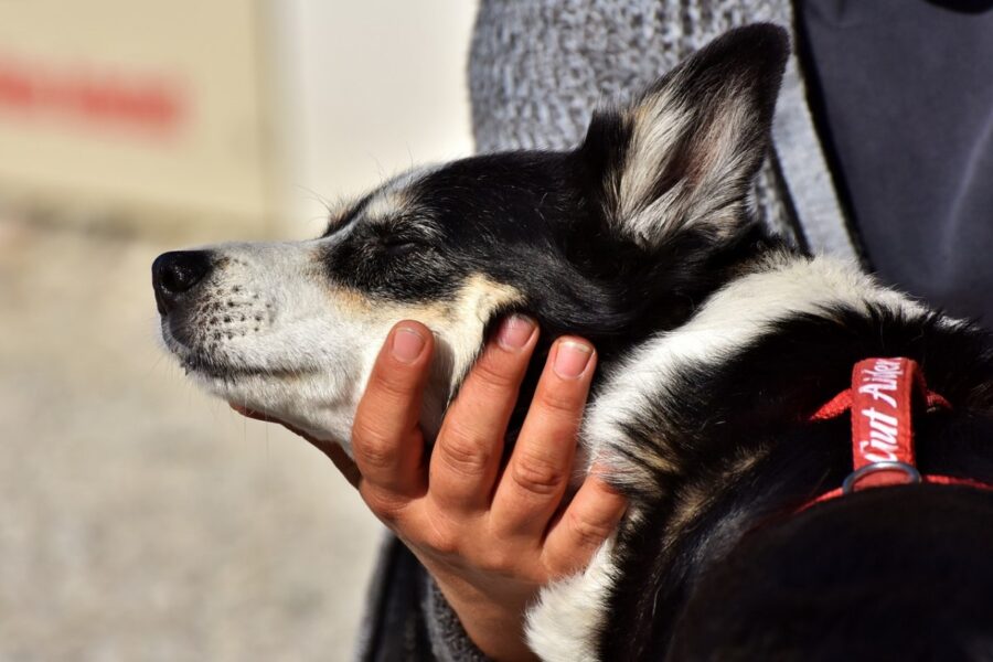 accarezzare il cane sotto al mento