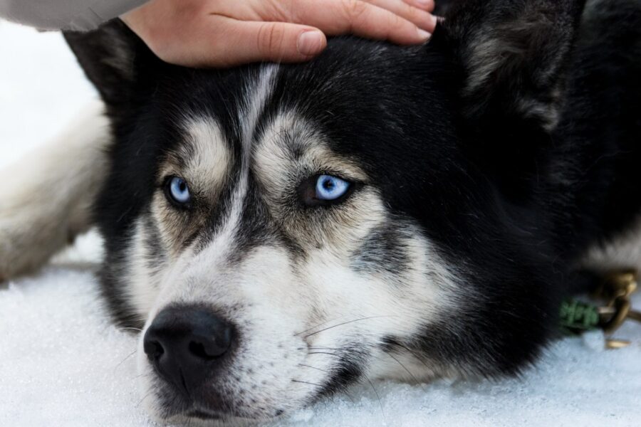 husky che vuole essere accarezzato