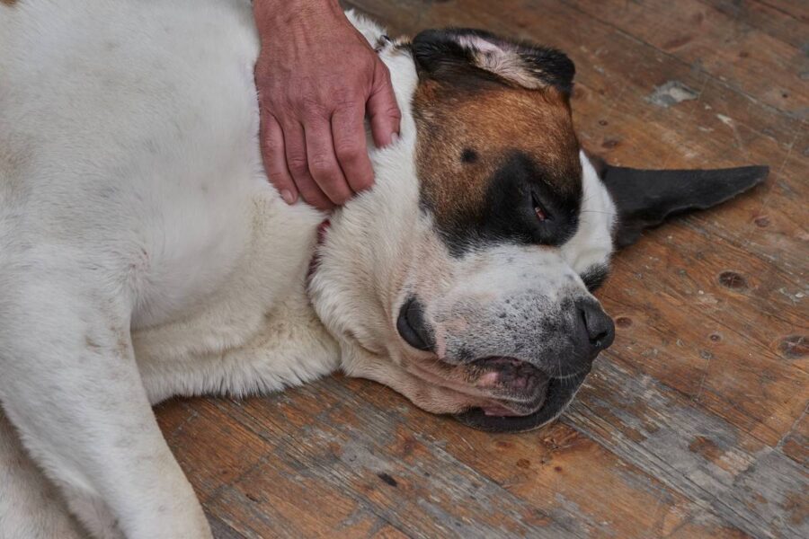 accarezzare il cane disteso per terra