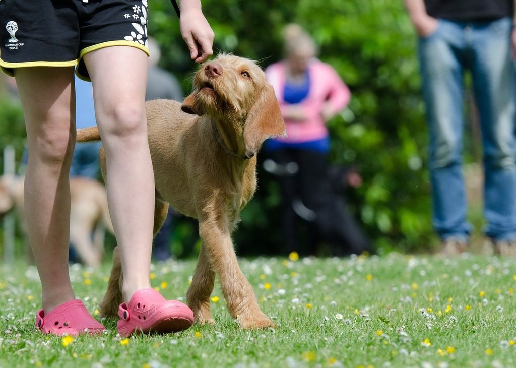 addestrare-il-cane-a-obbedire