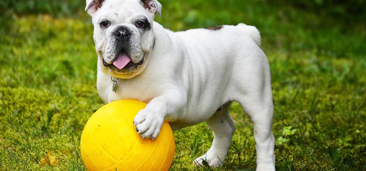 Addestrare il cane a obbedire: cosa c’è da sapere