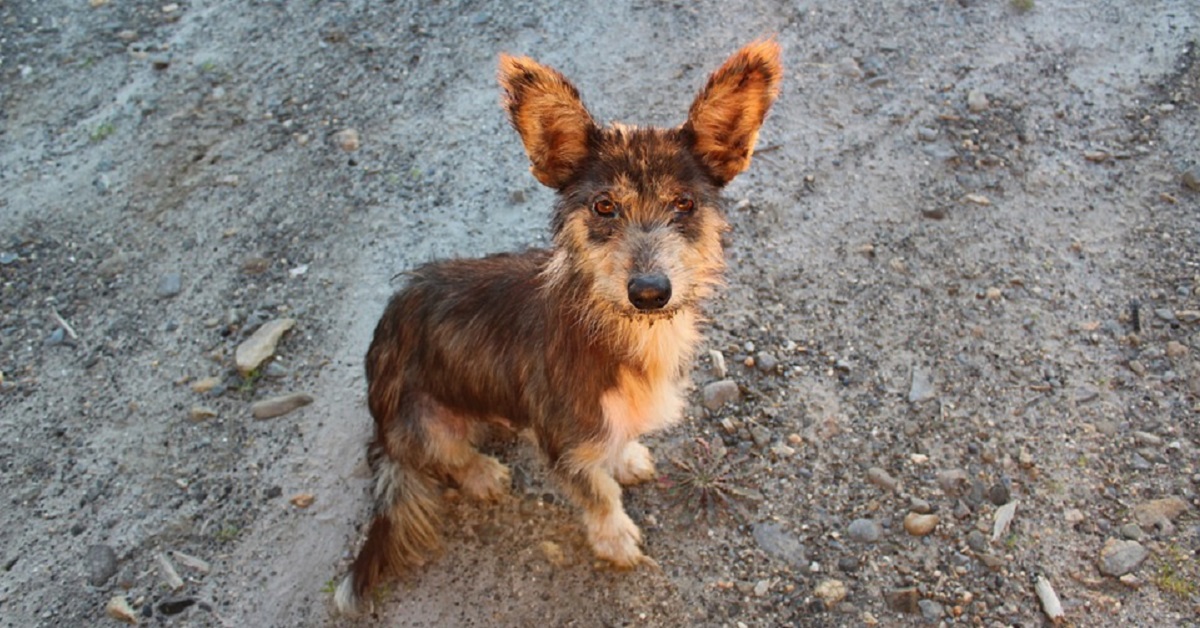 Adottare un cane: cosa sapere prima di farlo