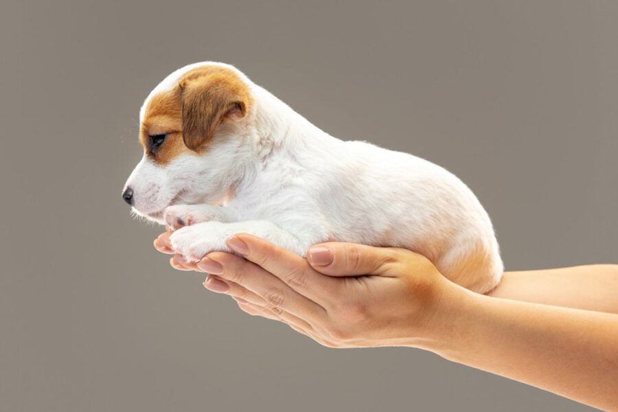 cucciolo di cane in mano