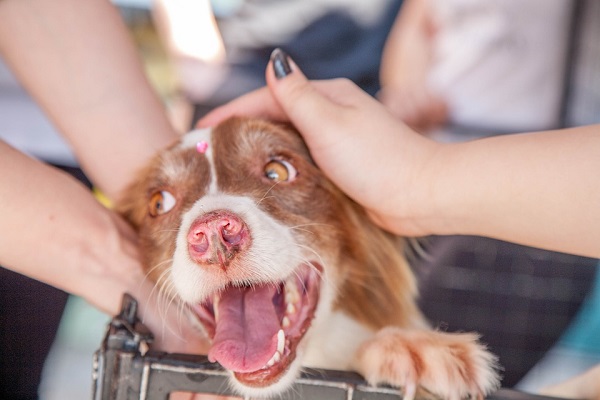 Adottare un cane