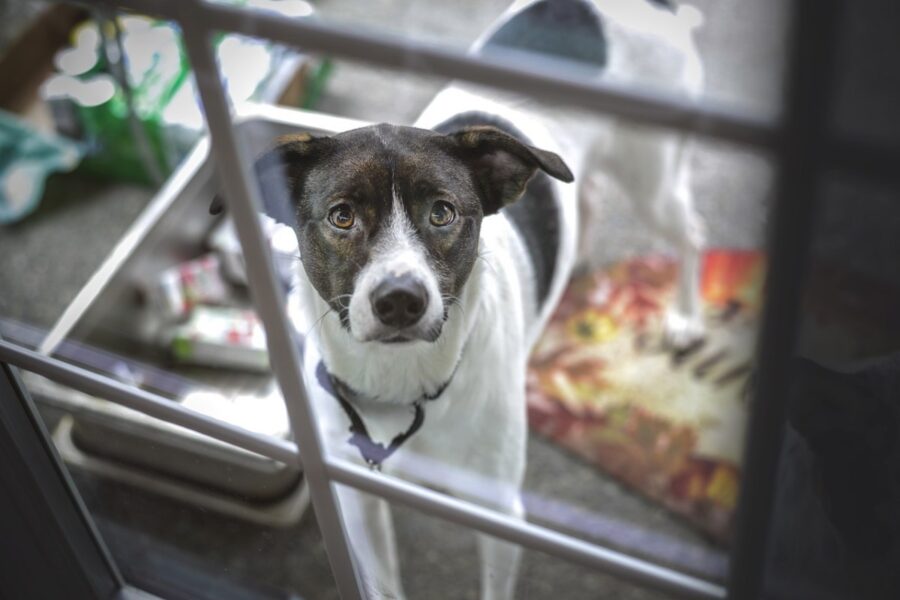 cane che guarda dentro casa