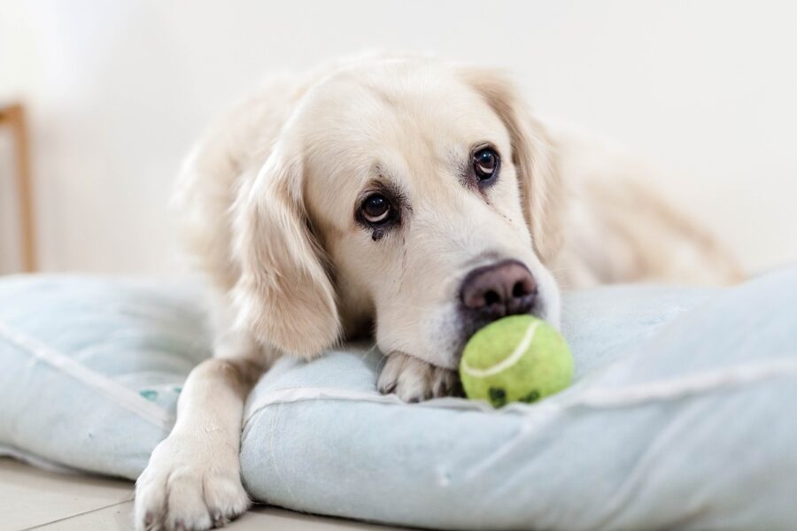 cane con la pallina