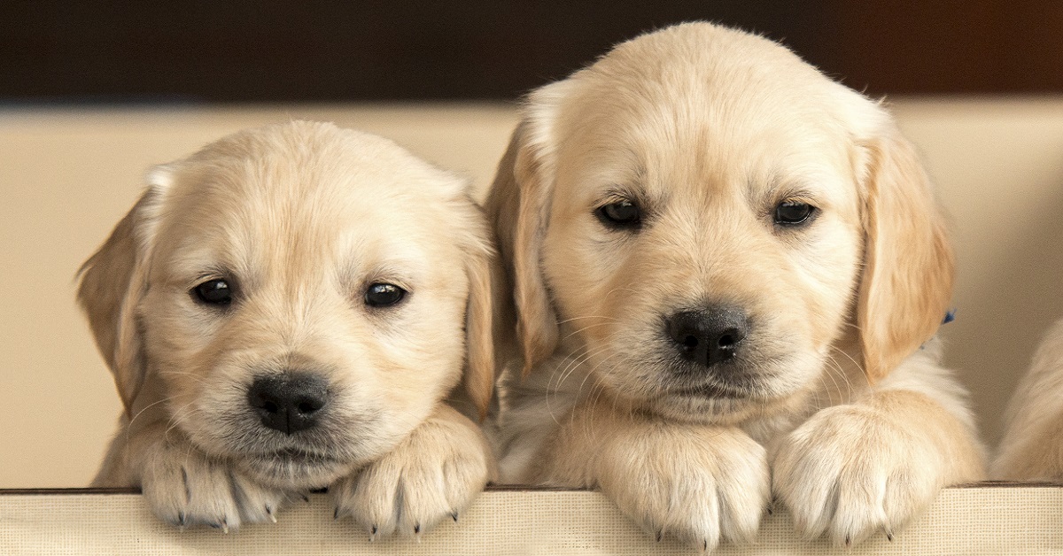 cuccioli di cane labrador