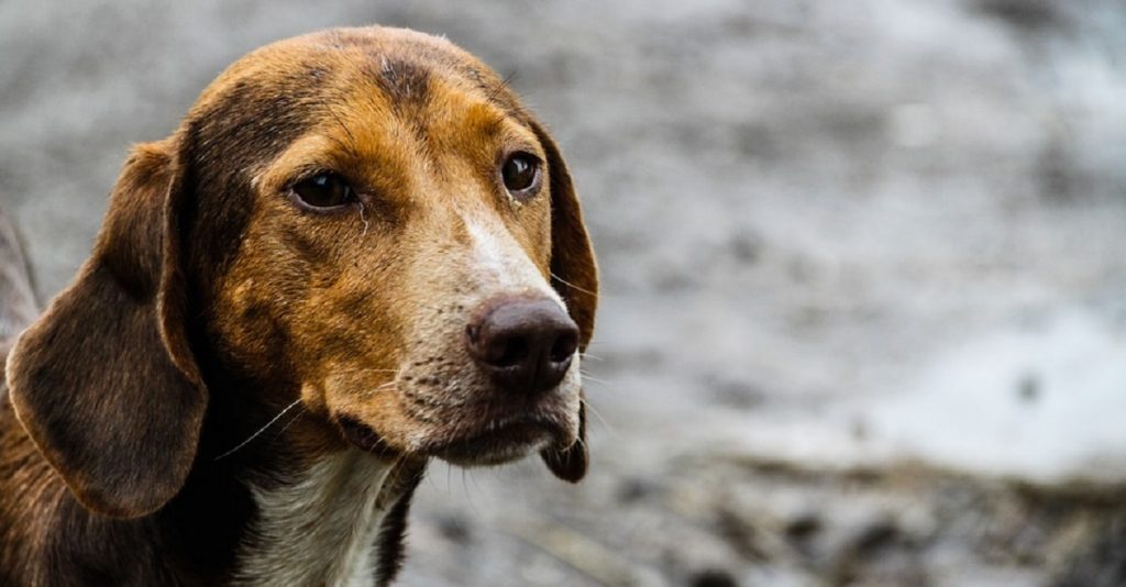 Avvelenamento del cane