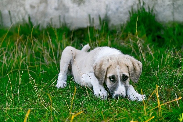 Avvelenamento del cane