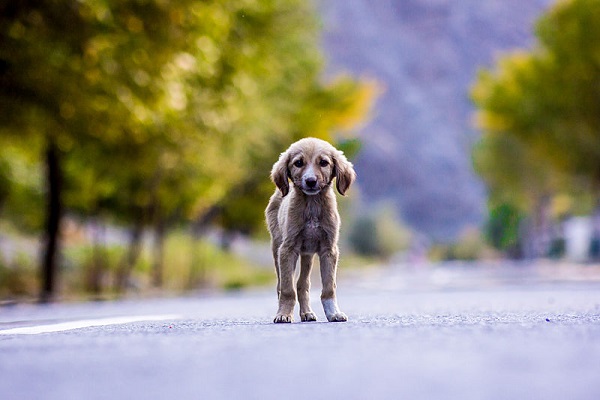 Avvelenamento del cane