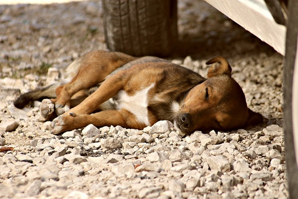 Avvelenamento del cane