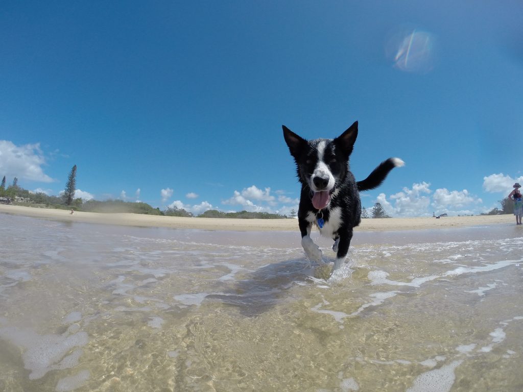 cose inconfessabili che facciamo per il nostro cane