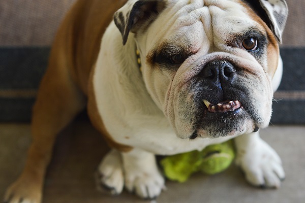 Cane che cambia i denti