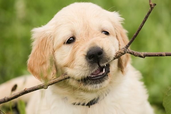 Cane che cambia i denti