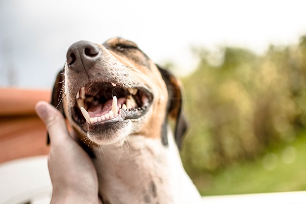 Cane che cambia i denti