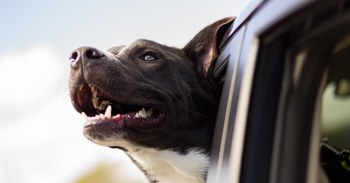 Cane che cambia i denti: cosa sapere