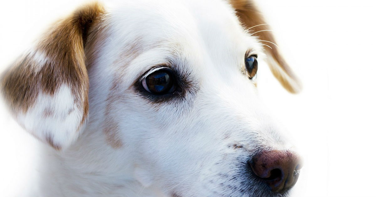 Cane che non mangia, che succede?