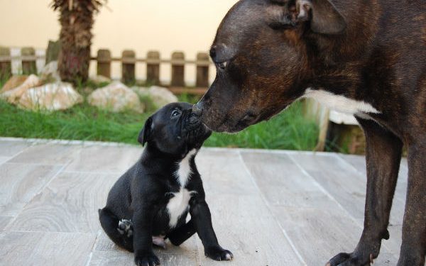 una cagnetta e il suo cucciolo