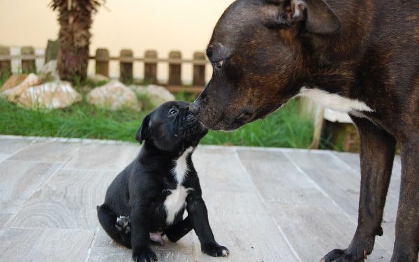 una cagnetta e il suo cucciolo