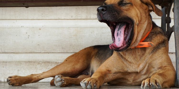 Un cane di taglia media che sbadiglia