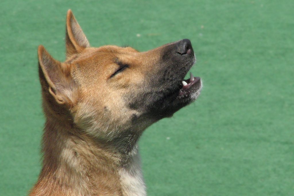 Perché il cane ulula